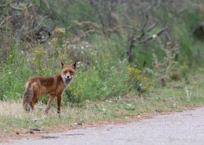 Vos, Vulpes vulpes, Red fox | Amsterdamse Waterleidingduinen