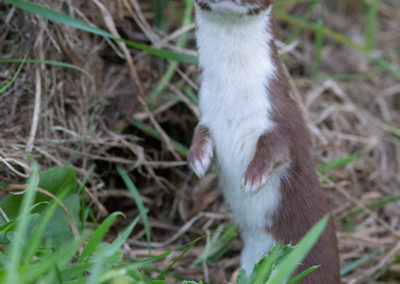 Wezel, Mustela nivalis, Least weasel | De Onlanden