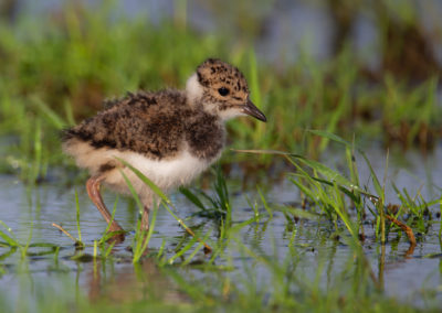 Kievit, Vanellus vanellus, Lapwing | Winsumermeeden