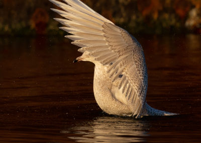 Kleine burgemeester, Larus glaucoides, Iceland gull | Haven Lauwersoog