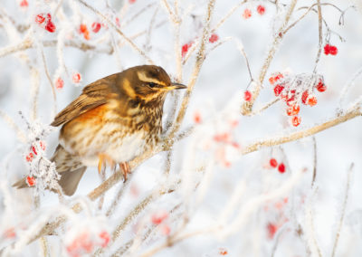 Koperwiek, Turdus iliacus, Redwing | Lauwersmeer