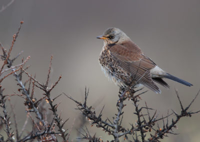 Kramsvogel, Turdus pilaris, Fieldfare