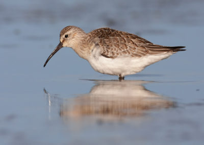 Krombekstrandloper, Calidris ferruginea, Curlew sandpiper | Waddenzee