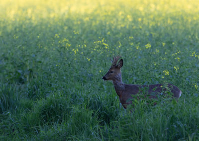 Ree, Capreolus capreolus, Roe deer | Oost-Groningen