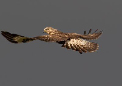 Ruigpootbuizerd, Buteo lagopus, Rough-legged buzzard | Roegwold