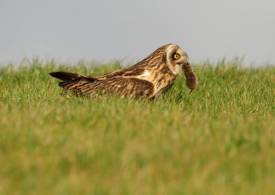 Velduil, Asio flammeus, Short-eared owl