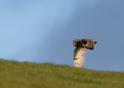 Velduil, Asio flammeus, Short-eared owl | Waddenzeekust