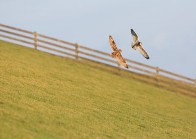 Velduil, Asio flammeus, Short-eared owl | Waddenzeekust