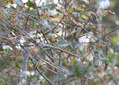 Bladkoning, Phylloscopus inornatus, Yellow-browed warbler | Eemshaven