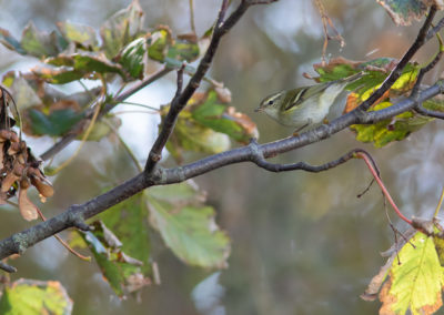 Bladkoning, Phylloscopus inornatus, Yellow-browed warbler | Eemshaven