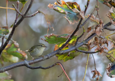 Bladkoning, Phylloscopus inornatus, Yellow-browed warbler | Eemshaven