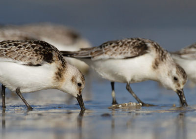 Drieteenstrandloper, Calidris alba, Sanderling | Noordzee