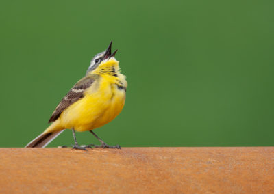 Gele kwikstaart, Motacilla flava, Blue-headed wagtail | Het Hogeland