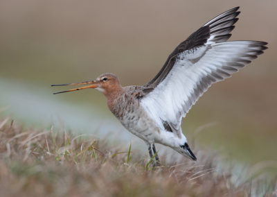 Grutto, Limosa limosa, Black-tailed godwit | Lauwersmeer | Bantpolder