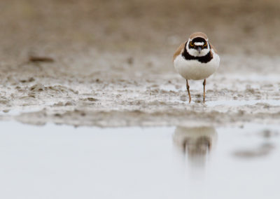 Kleine plevier, Charadrius dubius, Little ringed plover | Winsumermeeden