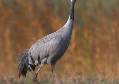 Kraanvogel, Grus grus, Common crane | Duitsland