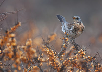 Kramsvogel, Turdus pilaris, Fieldfare | Lauwersmeer