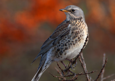 Kramsvogel, Turdus pilaris, Fieldfare | Lauwersmeer