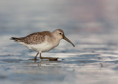 Krombekstrandloper, Calidris ferruginea, Curlew sandpiper | Waddenzee