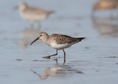 Krombekstrandloper, Calidris ferruginea, Curlew sandpiper | Waddenzee