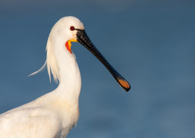 Lepelaar, Platalea leucorodia, Eurasian spoonbill | Vlieland | Waddenzee