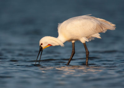 Lepelaar, Platalea leucorodia, Eurasian spoonbill | Vlieland | Waddenzee