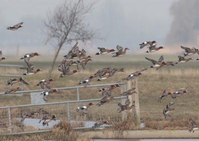 Smient, Anas penelope, Eurasian wigeon | Koningslaagte