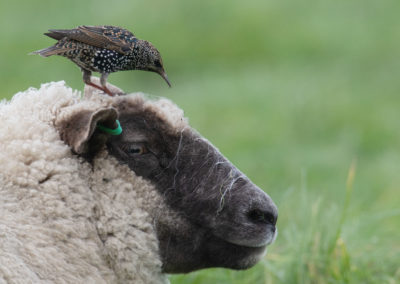 Spreeuw, Sturnus vulgaris, Starling | Eemshaven