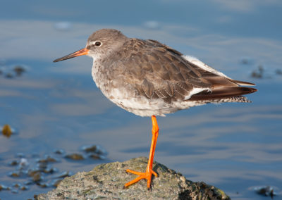 Tureluur, Tringa totanus, Common redshank | Waddenzee