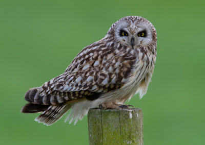 Velduil, Asio flammeus, Short-eared owl | Oost-Groningen