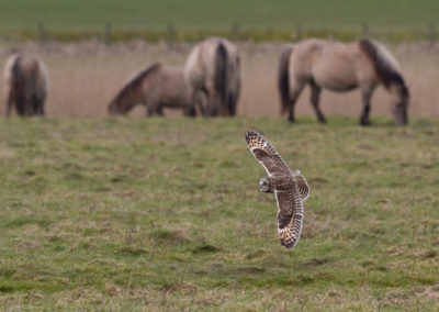 Velduil, Asio flammeus, Short-eared owl | Lauwersmeer