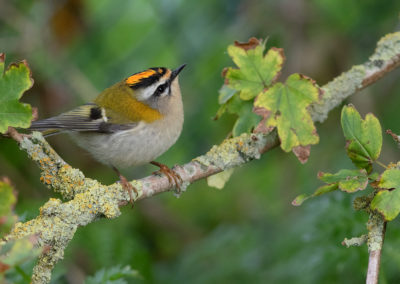 Vuurgoudhaan, Common firecrest, Regulus ignicapilla | Eemshaven