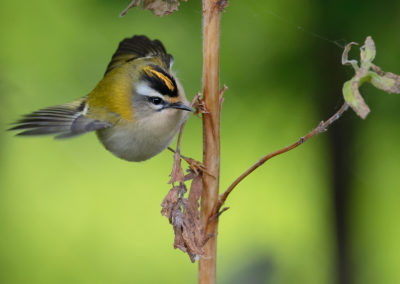 Vuurgoudhaan, Common firecrest, Regulus ignicapilla | Eemshaven