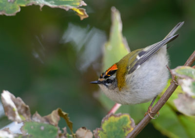 Vuurgoudhaan, Common firecrest, Regulus ignicapilla | Eemshaven