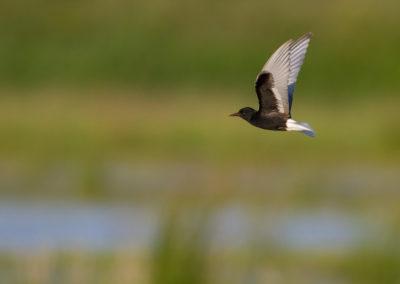 Witvleugelstern, Chlidonias leucopterus, White-winged tern | Oostpolder