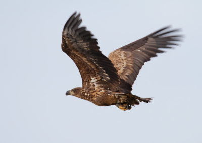 Zeearend, Haliaeetus albicilla, White-tailed eagle | Lauwersmeer