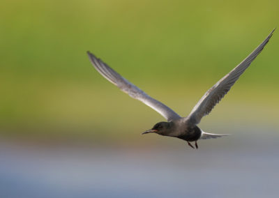 Zwarte stern, Chlidonias niger, Black tern