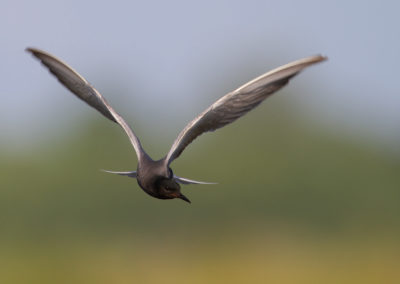 Zwarte stern, Chlidonias niger, Black tern | Oostpolder