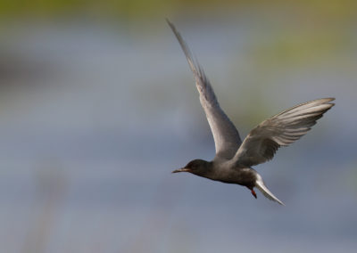 Zwarte stern, Chlidonias niger, Black tern | Oostpolder