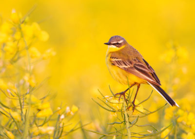 Gele kwikstaart, Motacilla flava, Blue-headed wagtail | Het Hogeland