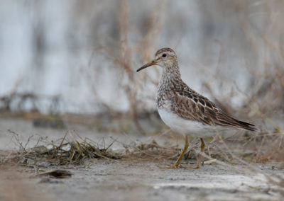 Gestreepte strandloper, Pectoral sandpiper, Calidris melanotos