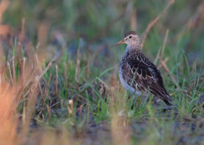 Gestreepte strandloper, Pectoral sandpiper, Calidris melanotos | Noord-Groningen