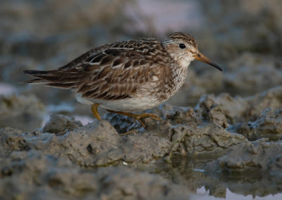 Gestreepte strandloper, Pectoral sandpiper, Calidris melanotos | Noord-Groningen