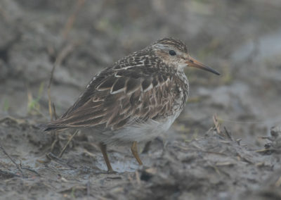 Gestreepte strandloper, Pectoral sandpiper, Calidris melanotos | Noord-Groningen