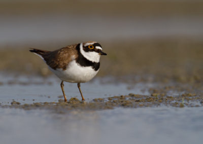 Kleine plevier, Charadrius dubius, Little ringed plover | Winsumermeeden