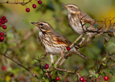 Koperwiek, Turdus iliacus, Redwing | Lauwersmeer