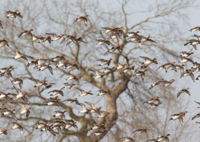 Smient, Anas penelope, Eurasian wigeon | Koningslaagte