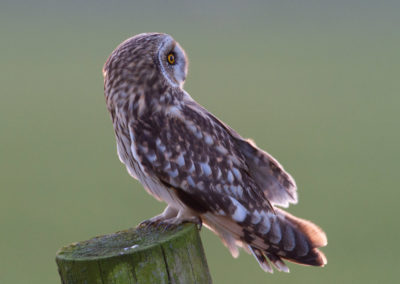 Velduil, Asio flammeus, Short-eared owl | Lauwersmeer