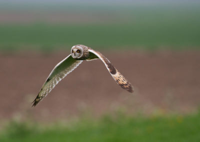 Velduil, Asio flammeus, Short-eared owl | Westerwolde