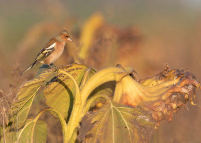 Vink, Chaffinch, Fringilla coelebs | Het Hogeland